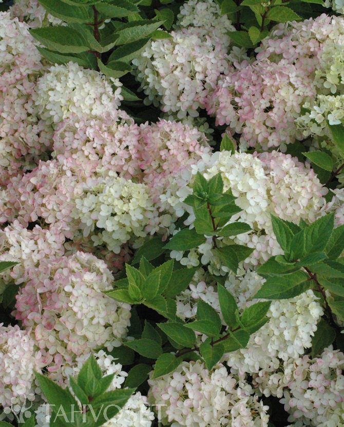 Tuotekuva-BOMBSHELL SYYSHORTENSIA Jumbo; At 7,5 L