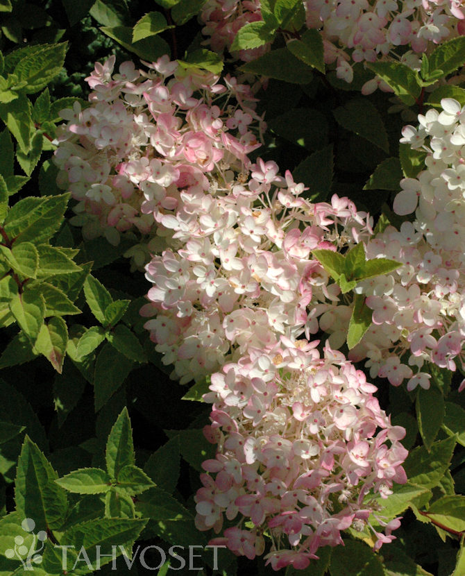 Tuotekuva-BOMBSHELL SYYSHORTENSIA Jumbo; At 7,5 L