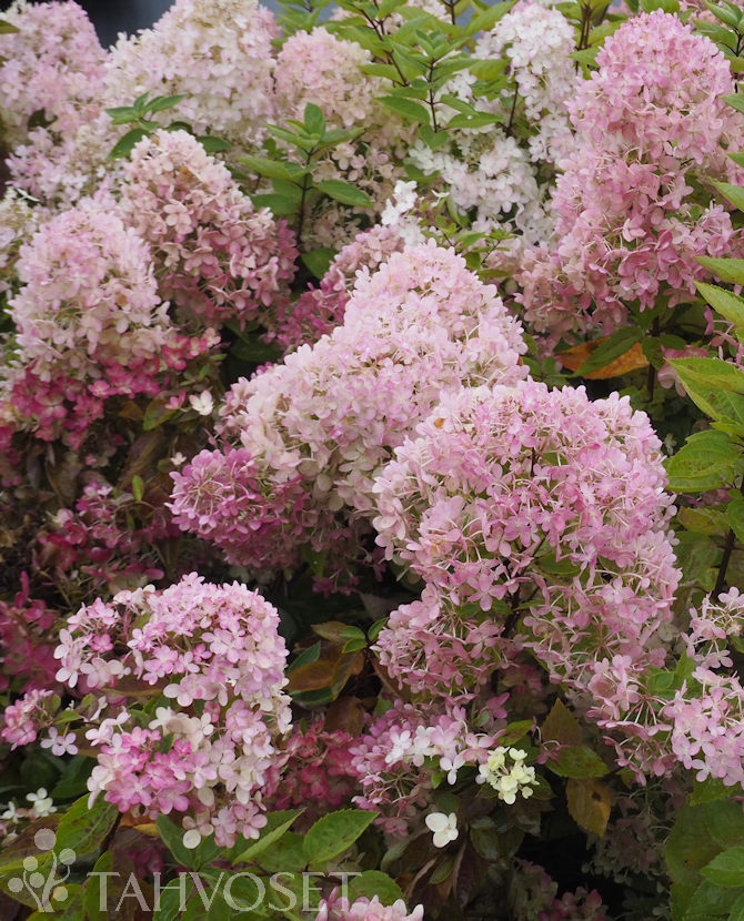 Tuotekuva-BOMBSHELL SYYSHORTENSIA Jumbo; At 7,5 L