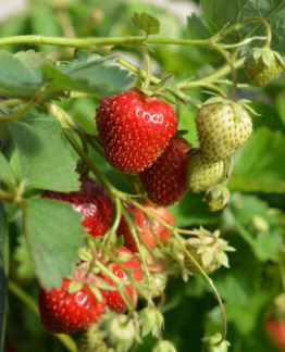 Tuotekuva-BOUNTY MANSIKKA FinE; 10 kpl;box