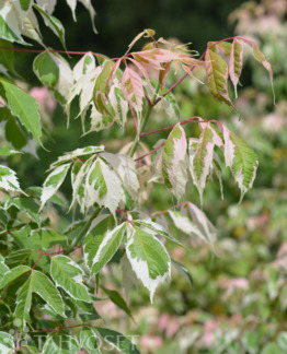 Tuotekuva-FLAMINGO KIRJOSAARNIVAAHTERA; 150-250, At