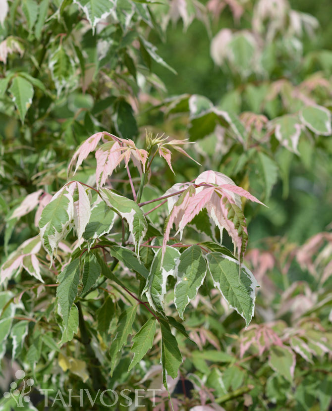 Tuotekuva-FLAMINGO KIRJOSAARNIVAAHTERA; 150-250, At