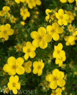 Tuotekuva-GOLDFINGER PENSASHANHIKKI; At 3 L