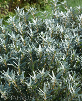 Tuotekuva-HIKUL hede TYRNI Jumbo; At 7,5 L