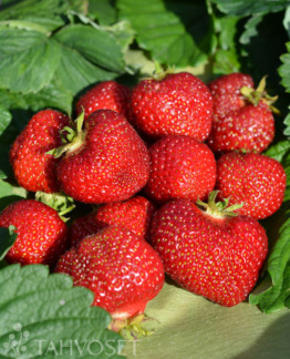 Tuotekuva-HONEOYE MANSIKKA FinE; 10 kpl;box