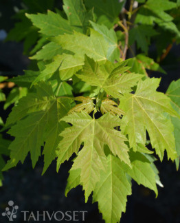 Tuotekuva-HOPEAVAAHTERA ; 150-250, At