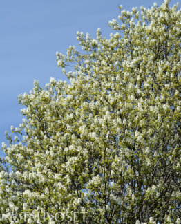 Tuotekuva-ISOTUOMIPIHLAJA AITATAIMI; 30-50 H, Pkt;10 Ul