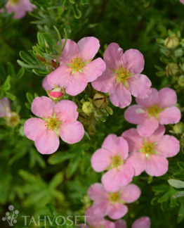 Tuotekuva-LOVELY PINK PENSASHANHIKKI; At 3 L