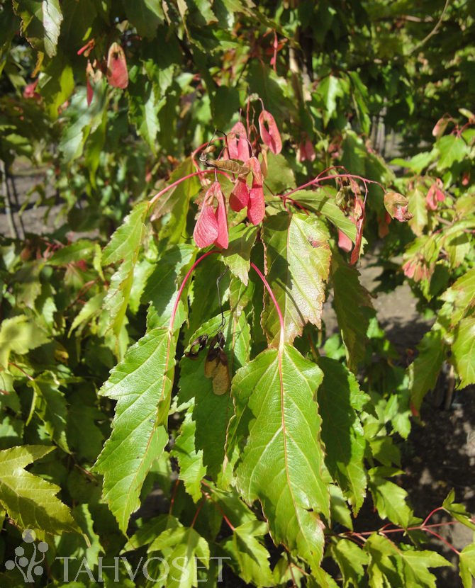 Tuotekuva-MONGOLIANVAAHTERA ; At 3 L