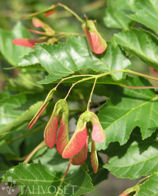 Tuotekuva-MONGOLIANVAAHTERA ; At 3 L