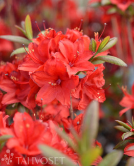 Tuotekuva-NABUCCO PUISTOATSALEA; 30-40, At Ul