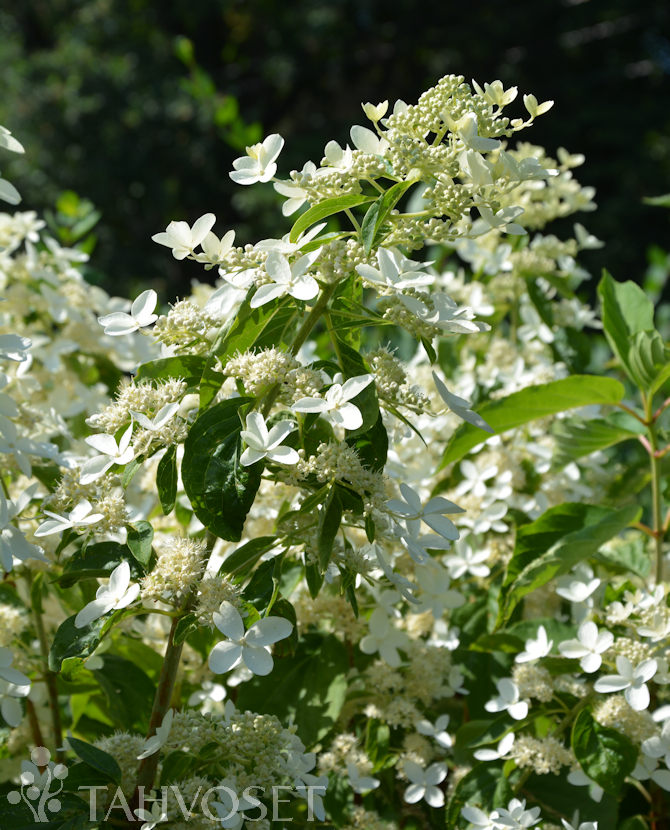 Tuotekuva-PRAECOX KUUTAMOHORTENSIA FinE ; At 3 L
