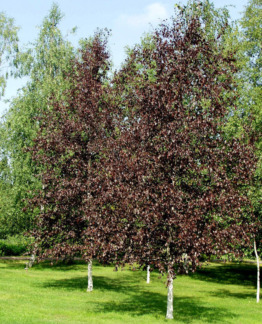 Tuotekuva-PUNAKOIVU ; 150-250, At