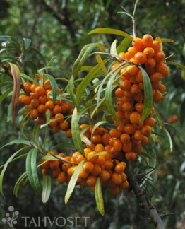 Tuotekuva-RAISA emi TYRNI; At 3 L