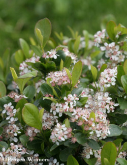 Tuotekuva-REVONTULI MOUND MUSTA-ARONIA ; At 3 L