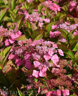 Tuotekuva-SANTIAGO SAFIIRIHORTENSIA