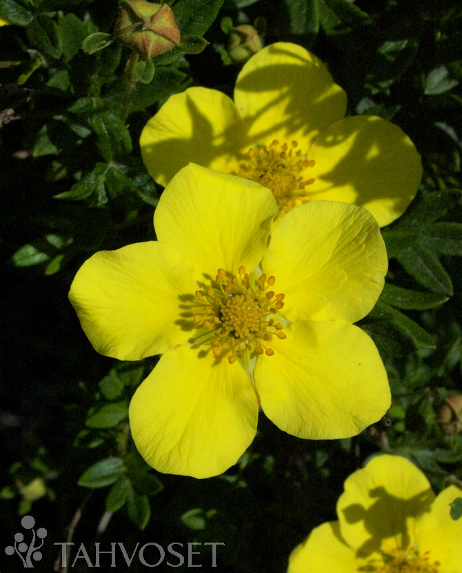 Tuotekuva-TERVOLA PENSASHANHIKKI; At 3 L