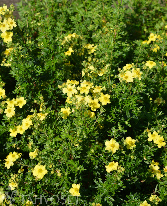 Tuotekuva-TERVOLA PENSASHANHIKKI; At 3 L