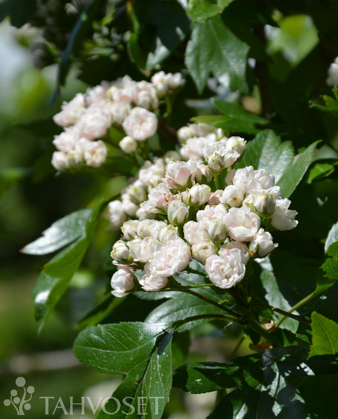 Tuotekuva-TOBA HELMIORAPIHLAJA; 150-250, At