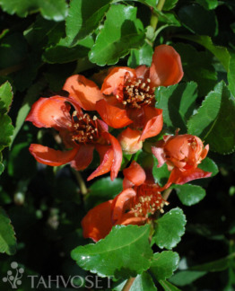 Tuotekuva-VENUS JAPANINRUUSUKVITTENI FinE ; At 3 L