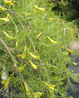 Tuotekuva-WALKERINHERNEPUU ; runko 120, At Ul